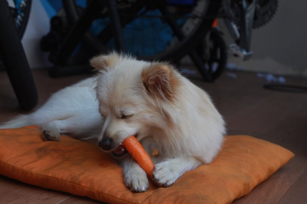 Animais de Estimação Veganos: É Possível Alimentá-los sem Produtos de Origem Animal?